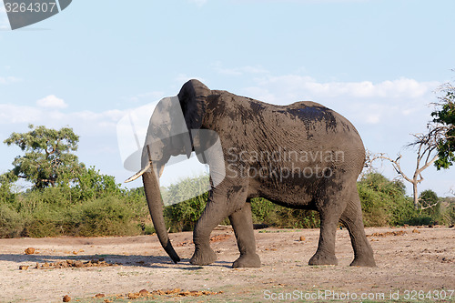 Image of African Elephant in Chobe National Park