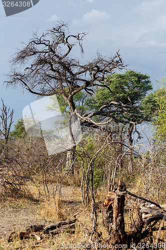 Image of African landscape