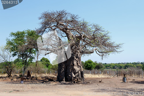 Image of majestic baobab tree