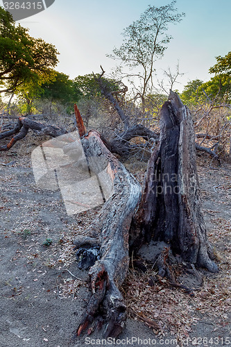 Image of dead tree in African landscape