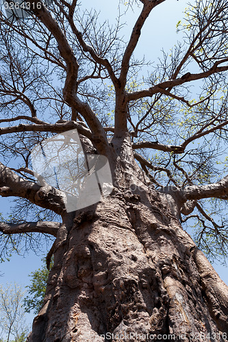 Image of majestic baobab tree