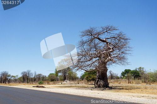 Image of majestic baobab tree