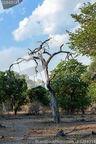 Image of African landscape