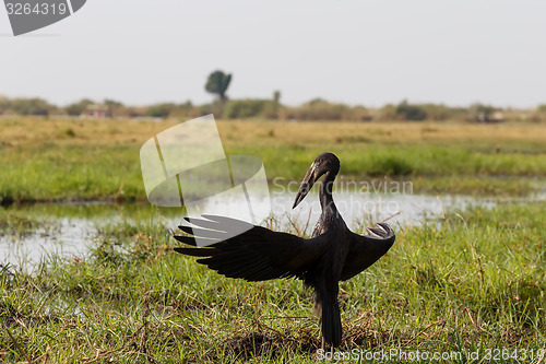 Image of African Openbill with wings spread to the evening sun