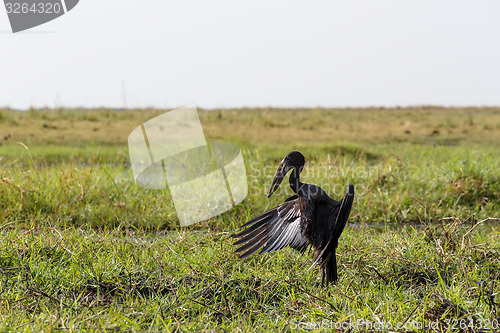 Image of African Openbill with wings spread to the evening sun