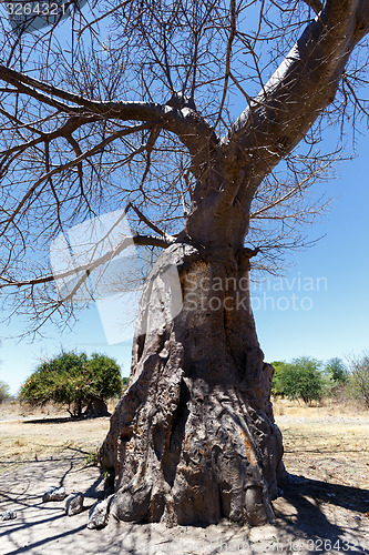 Image of majestic baobab tree