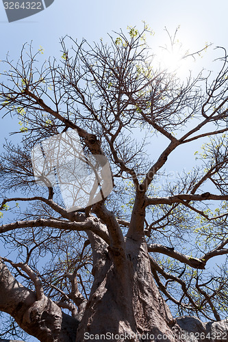 Image of majestic baobab tree