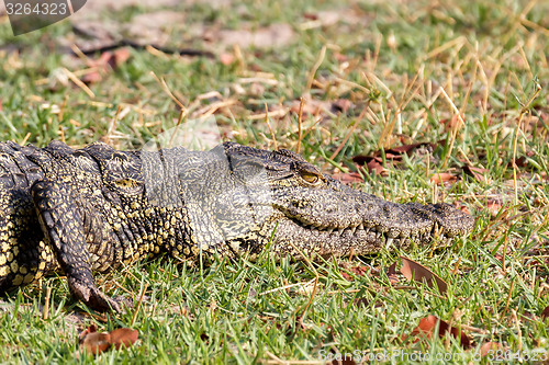 Image of Portrait of a Nile Crocodile