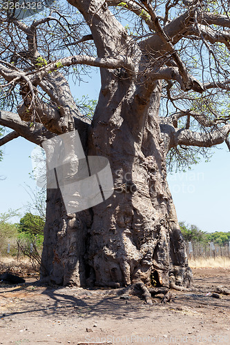 Image of majestic baobab tree