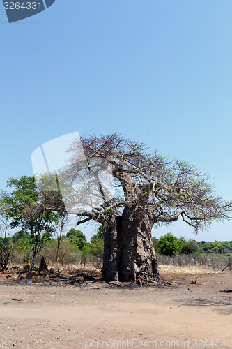 Image of majestic baobab tree