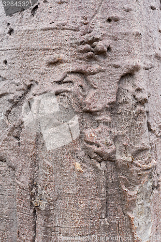 Image of baobab texture