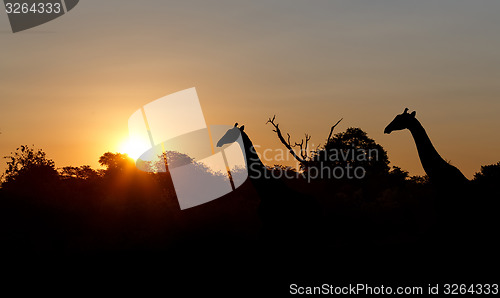 Image of sunset and giraffes in silhouette in Africa