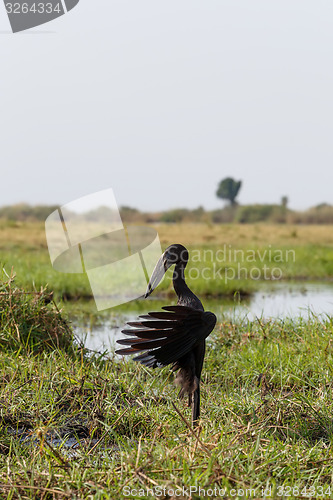 Image of African Openbill with wings spread to the evening sun