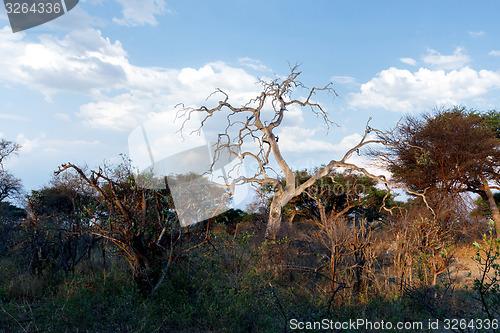 Image of African landscape