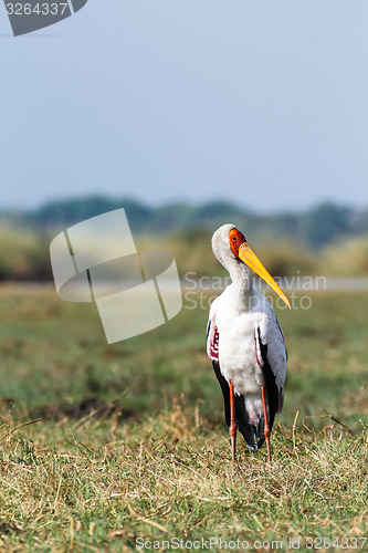 Image of Yellow billed stork on the river Chobe