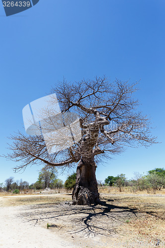 Image of majestic baobab tree