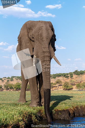 Image of African Elephant in Chobe National Park