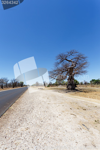 Image of majestic baobab tree