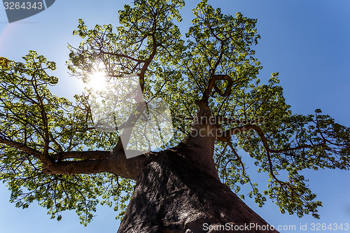 Image of majestic baobab tree