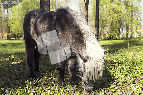 Image of Pony on pasture