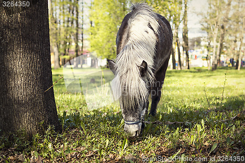 Image of Pony feed on pasture