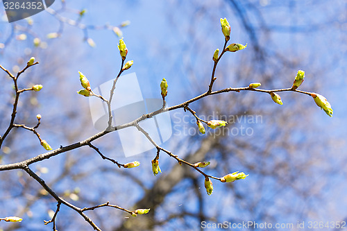 Image of Blossom of leaves on branch