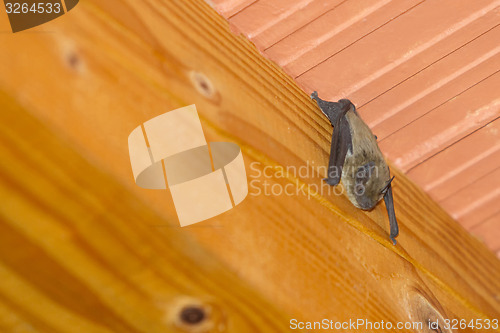 Image of Bat hanging upside down on roof