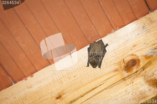 Image of Bat hanging on wooden beam