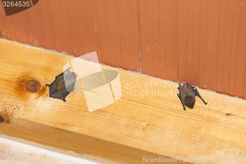 Image of Bats hanging on wooden beam