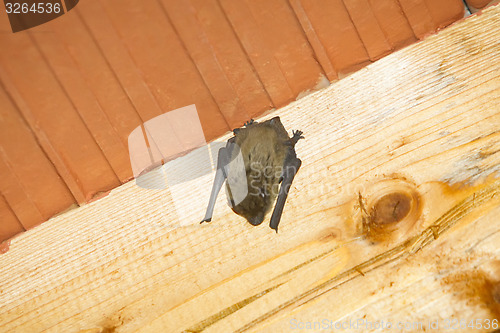 Image of Bat on wooden beam