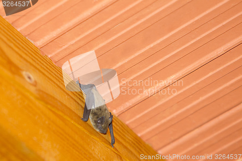 Image of Bat hanging on roof