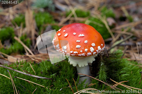 Image of Red amanita muscaria mushroom in moss