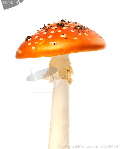 Image of Red fly agaric mushroom on white background