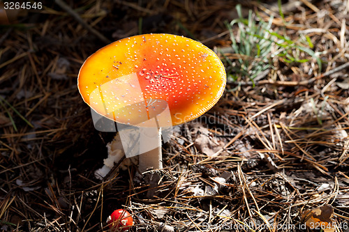 Image of Amanita muscaria mushrooms in dark forest