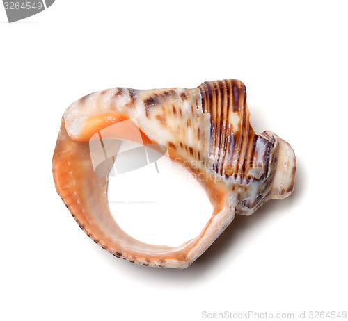 Image of Empty broken rapana shell