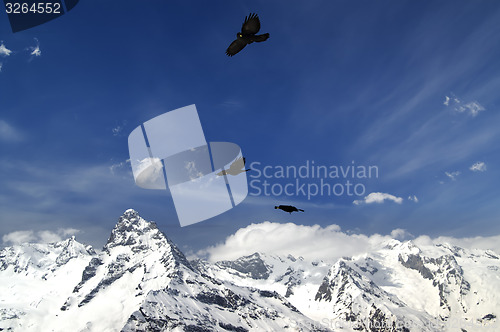 Image of Alpine Chough (Pyrrhocorax graculus) flying in mountains