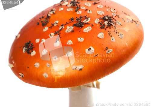 Image of Amanita muscaria mushroom with pieces of dirt