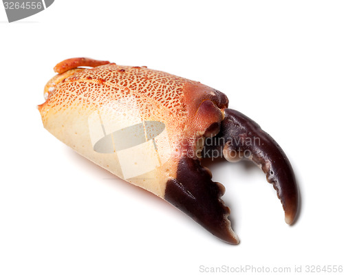 Image of Boiled chela crab isolated on white background