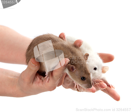 Image of Brown and white rats in hands