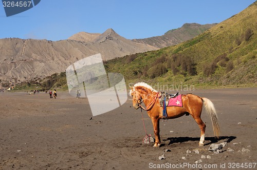 Image of Horse at the foothills of Bromo volcano in Indonesia