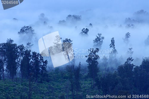 Image of Trees in the fog, Ijen Volcano, Indonesia