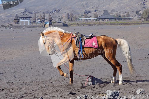 Image of Horse at the foothills of Bromo volcano in Indonesia