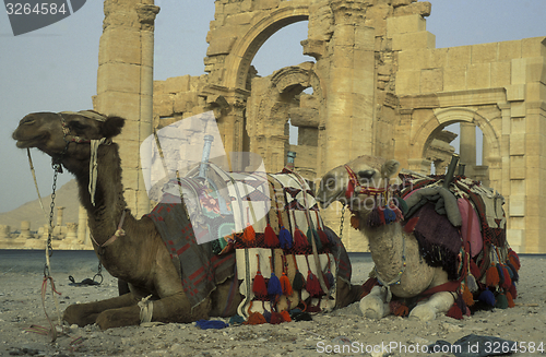 Image of SYRIA PALMYRA ROMAN RUINS