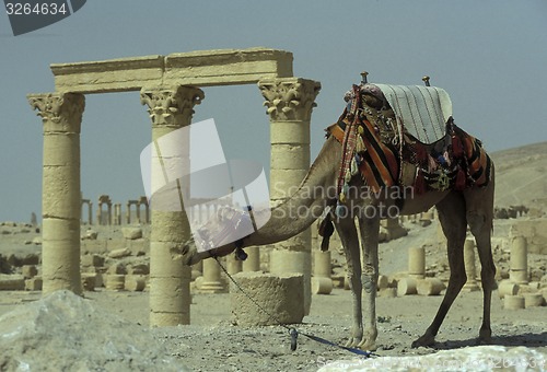 Image of SYRIA PALMYRA ROMAN RUINS