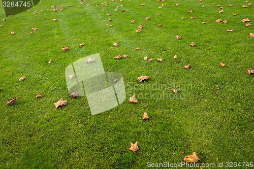 Image of Green lawn at the park