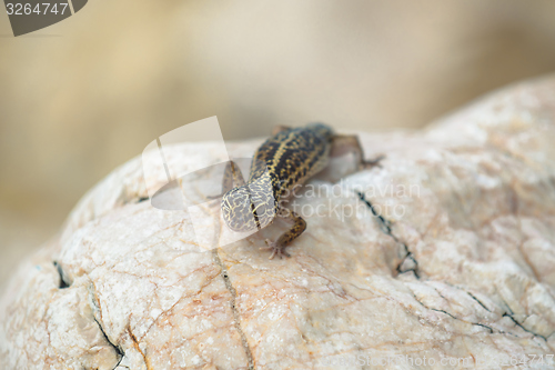 Image of Gecko lizard on rocks 