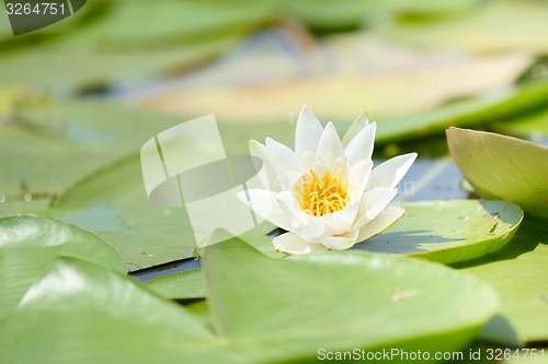 Image of Water lily in the lake