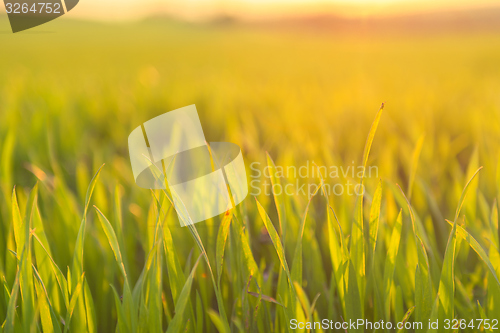 Image of Closeup photo of fresh green grass