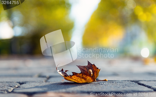 Image of Autumnal leaf on the ground