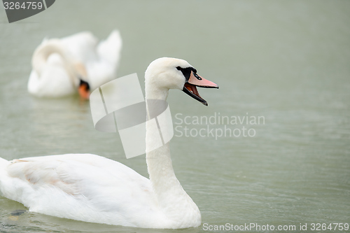 Image of Swan swimming with ducks